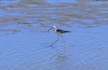 Sat, 8/5/2023 Birding report at 土留木川河口(東海市)