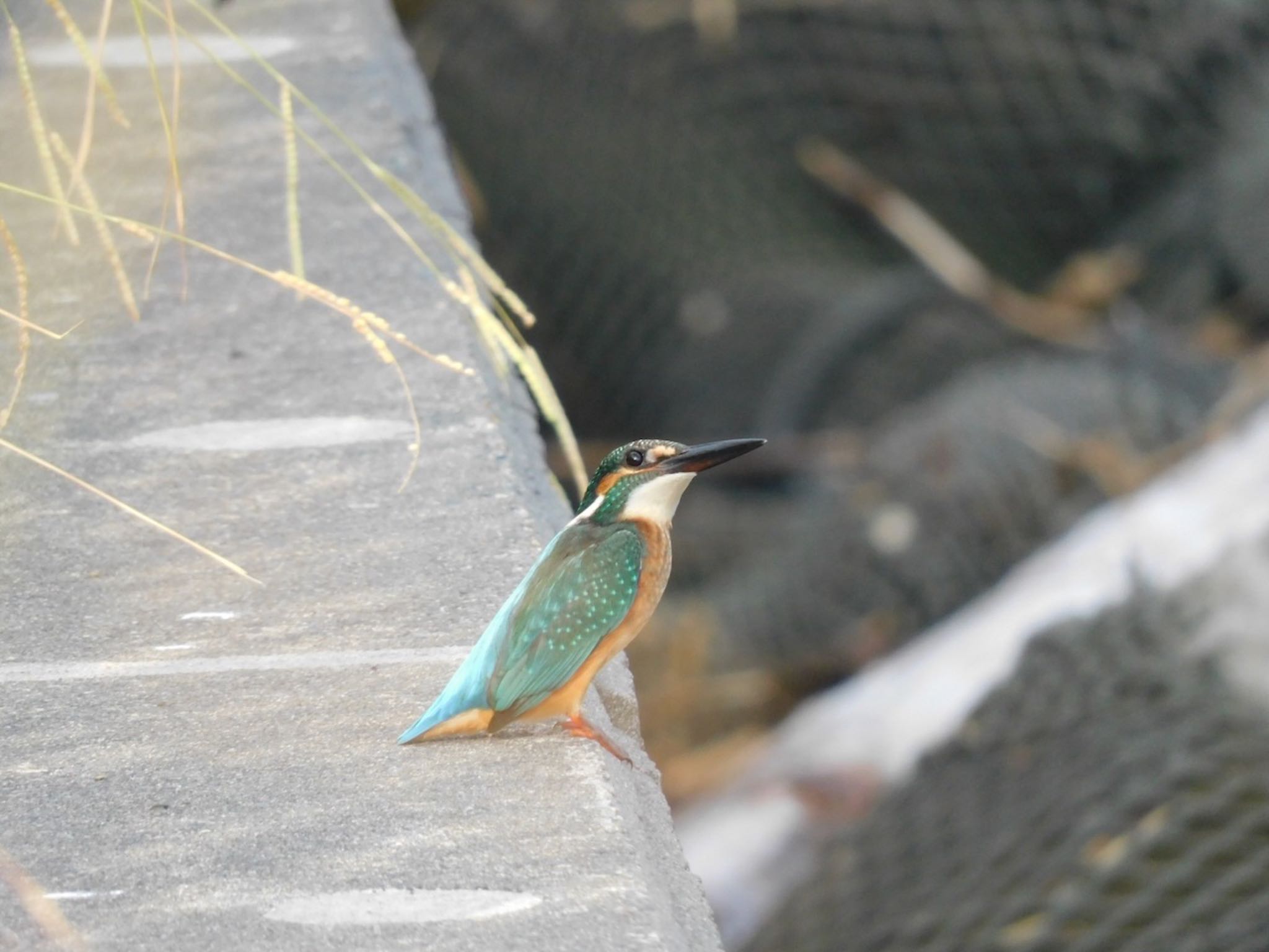 Photo of Common Kingfisher at 多摩川河口 by 杜鵑