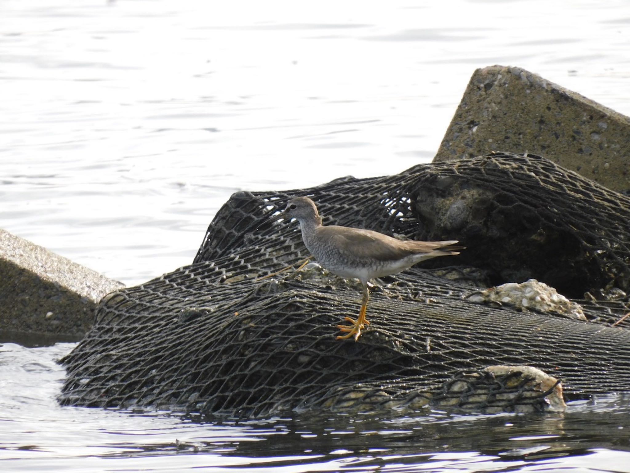 Photo of Grey-tailed Tattler at 多摩川河口 by 杜鵑