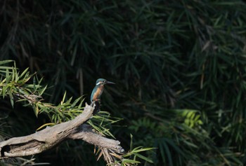 Common Kingfisher 大栗川(多摩川合流地点) Sun, 8/6/2023