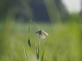 Black-browed Reed Warbler Watarase Yusuichi (Wetland) Sun, 7/30/2023