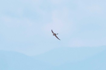 Pacific Swift 白馬八方尾根 Sat, 8/5/2023