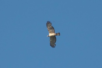 Sat, 8/5/2023 Birding report at 白馬八方尾根