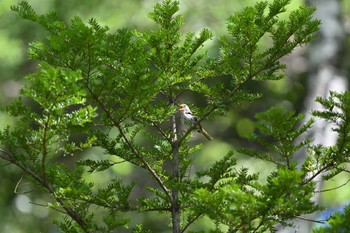 Japanese Bush Warbler 上高地 Sun, 7/30/2023