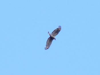 Crested Honey Buzzard 八王子城跡 Sun, 8/6/2023