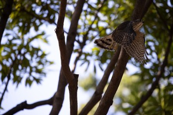 Japanese Sparrowhawk 仙台堀川公園(江東区) Fri, 7/28/2023