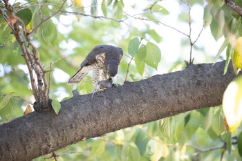 Japanese Sparrowhawk 仙台堀川公園(江東区) Fri, 7/28/2023
