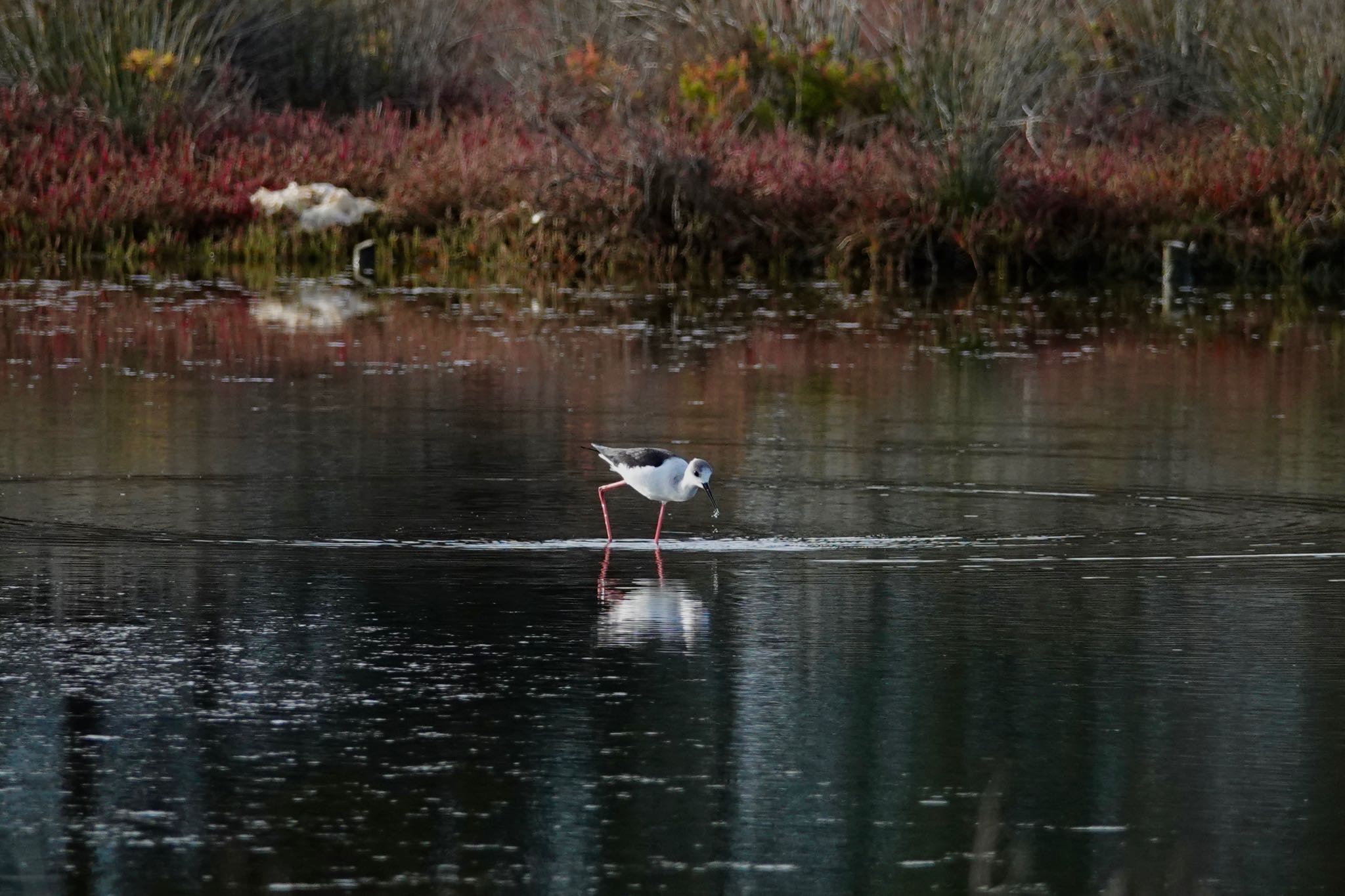 Black-winged Stilt