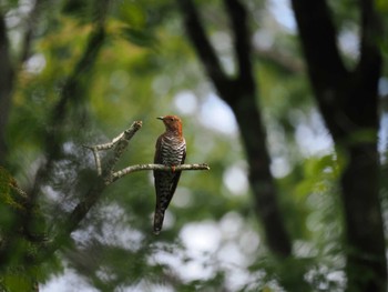 ツツドリ 丸火自然公園 2023年8月6日(日)