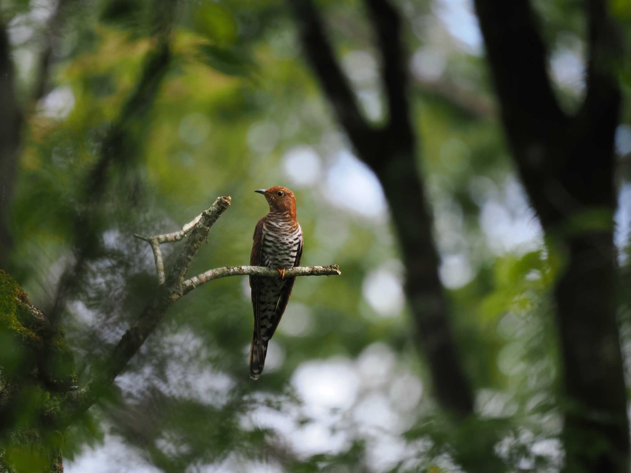 丸火自然公園 ツツドリの写真 by 石雅