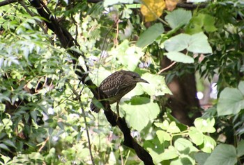 ゴイサギ 平塚市総合公園 2018年8月19日(日)