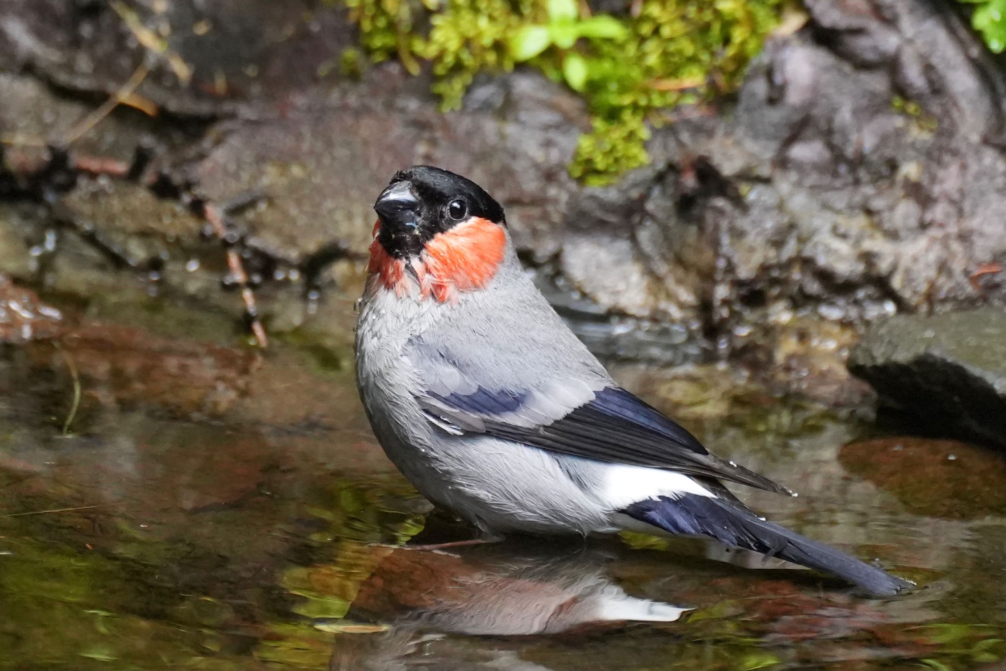 Eurasian Bullfinch