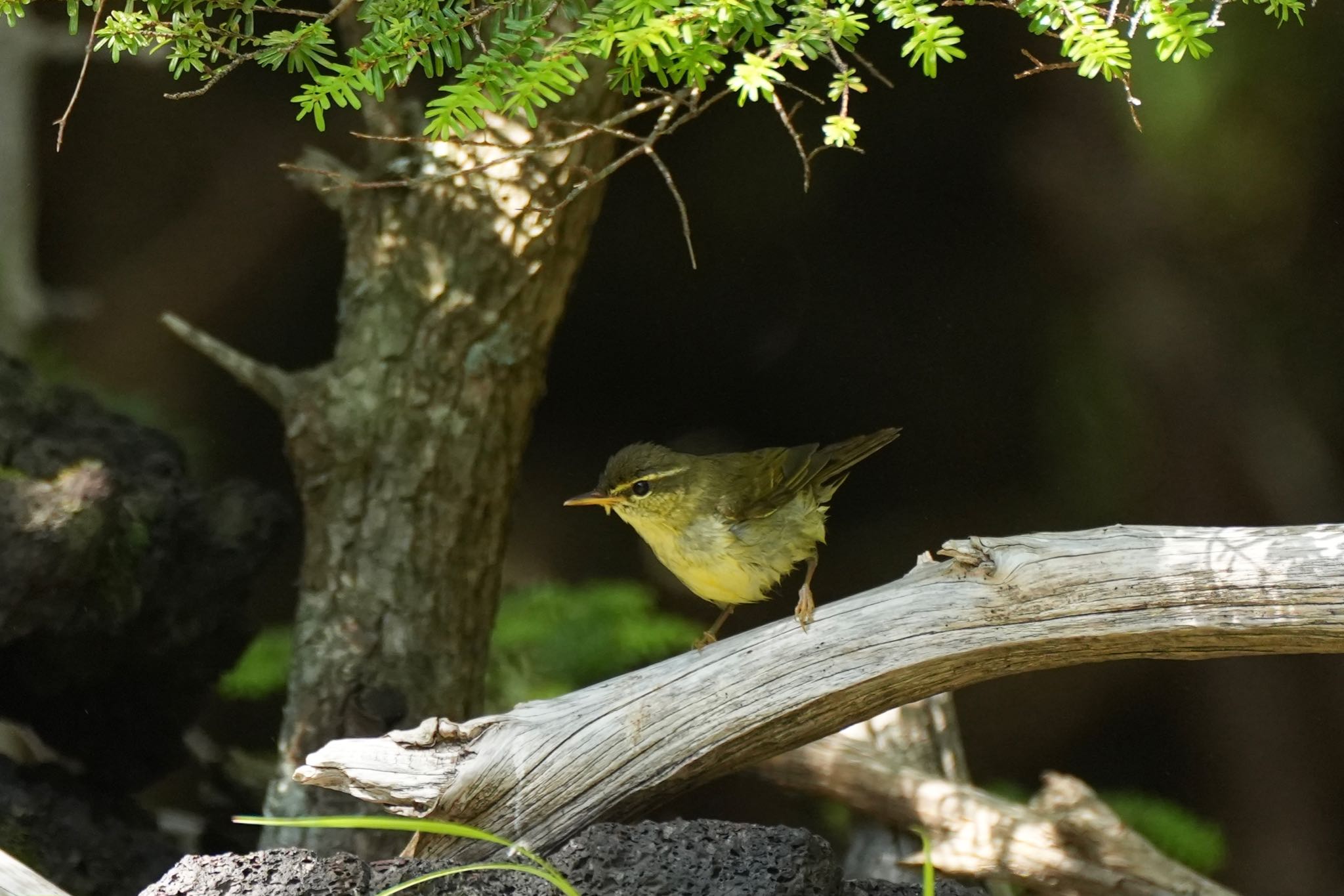 Japanese Leaf Warbler