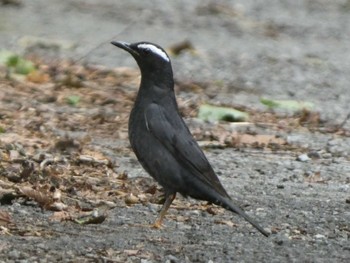 2023年8月6日(日) 山梨県の野鳥観察記録