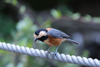 Varied Tit 愛鷹広域公園 Sun, 8/6/2023