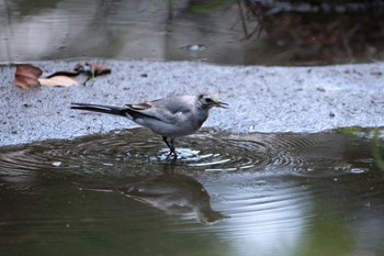 White Wagtail 愛鷹広域公園 Sun, 8/6/2023