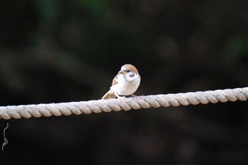 Eurasian Tree Sparrow 愛鷹広域公園 Sun, 8/6/2023