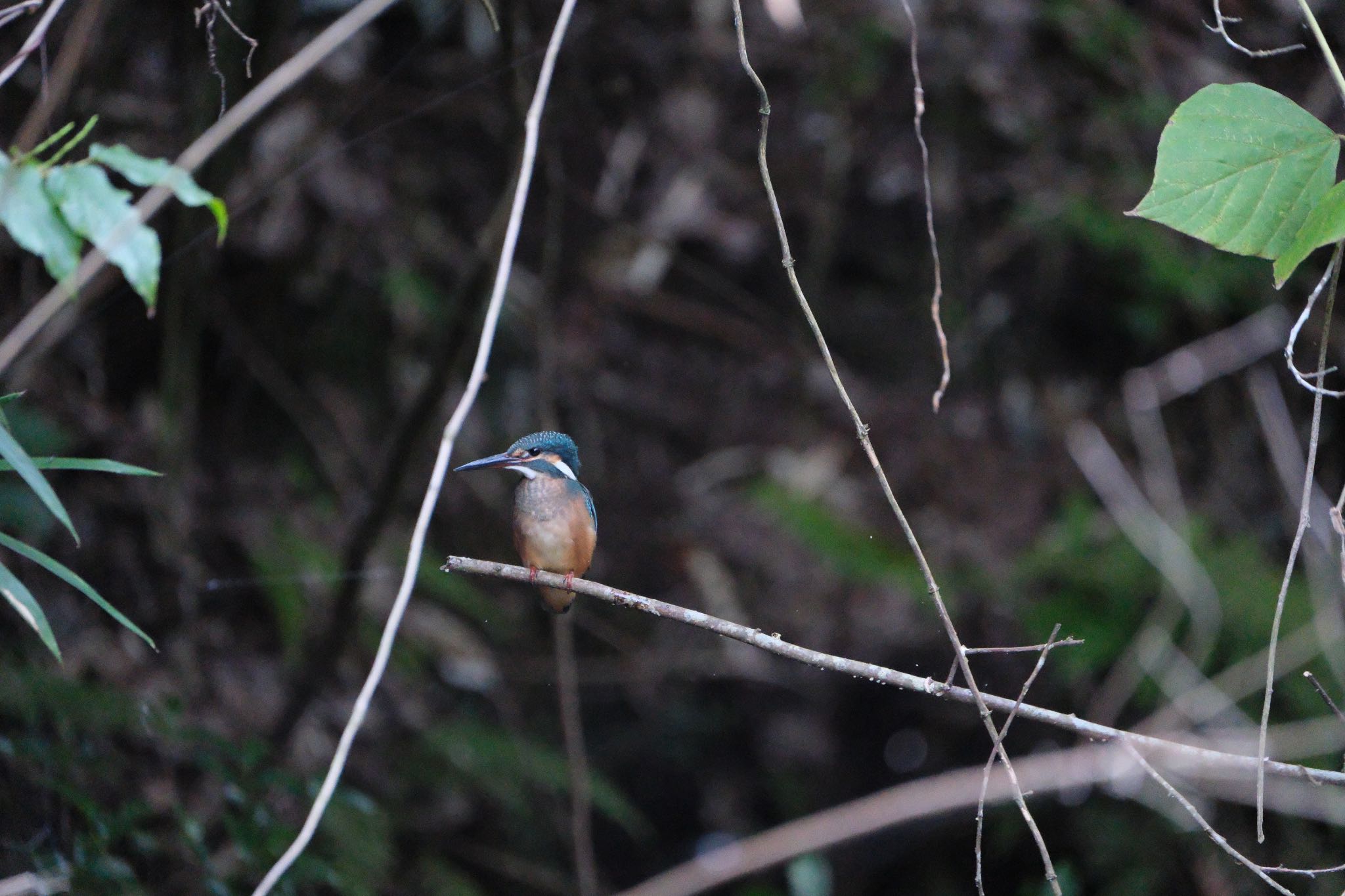 Photo of Common Kingfisher at 愛鷹広域公園 by ポン介