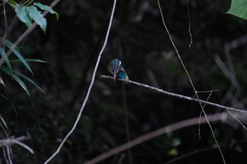 Common Kingfisher 愛鷹広域公園 Sun, 8/6/2023