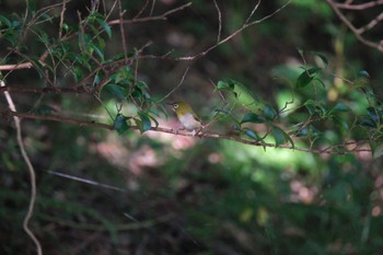 Warbling White-eye 愛鷹広域公園 Sun, 8/6/2023