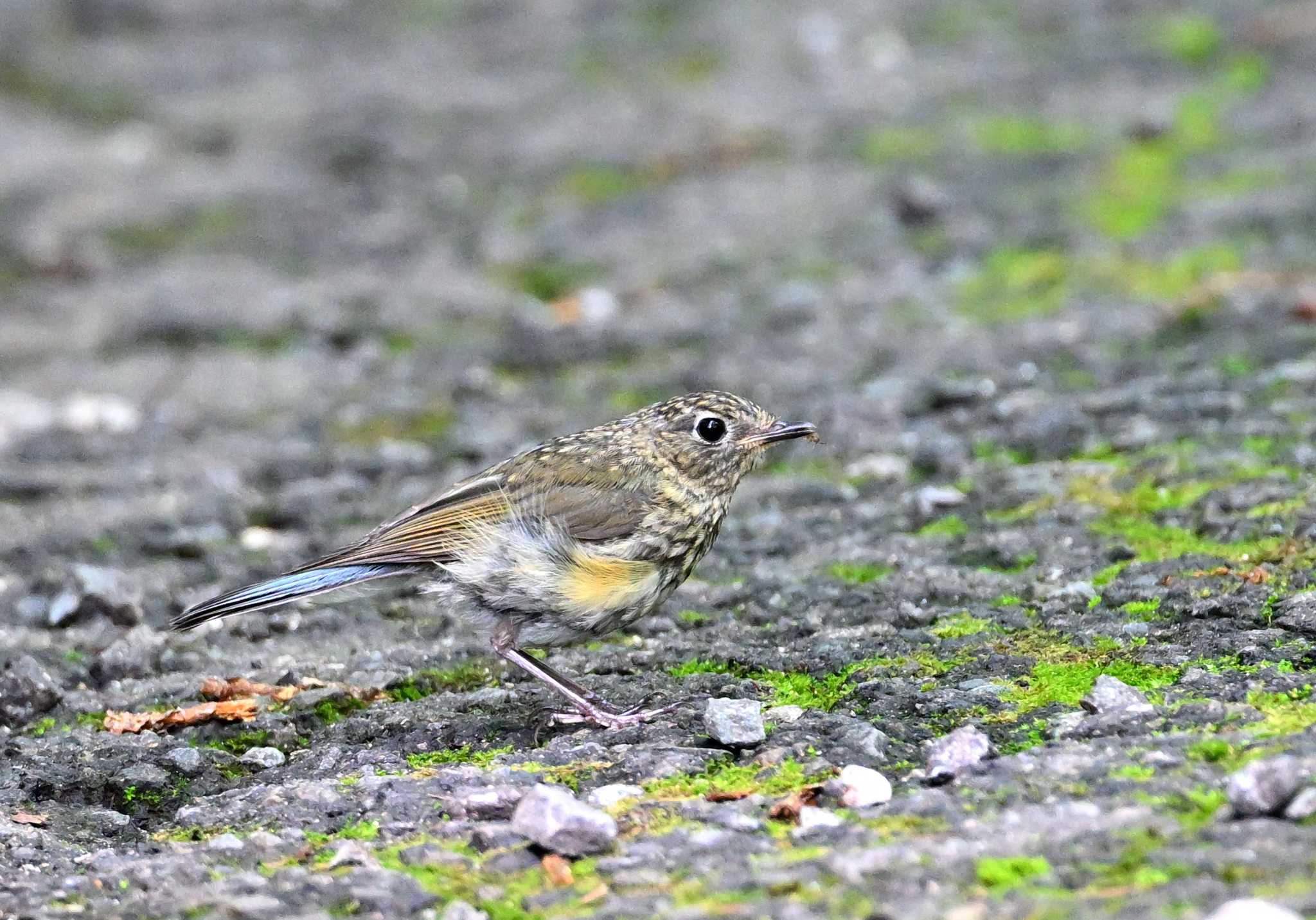 Red-flanked Bluetail