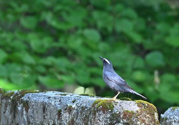 2023年8月6日(日) 柳沢峠の野鳥観察記録