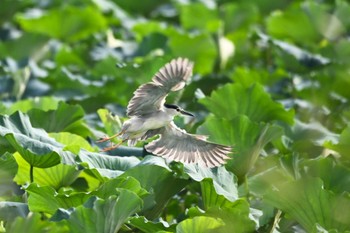 ゴイサギ 城沼 2023年8月6日(日)