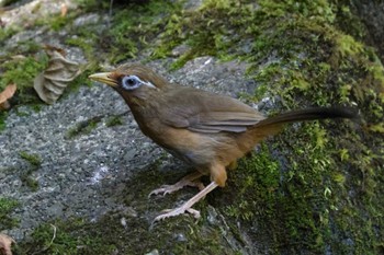 2023年8月5日(土) 早戸川林道の野鳥観察記録