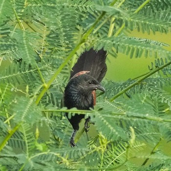 Greater Coucal Ban Amphoe, Chon Buri Sun, 8/6/2023