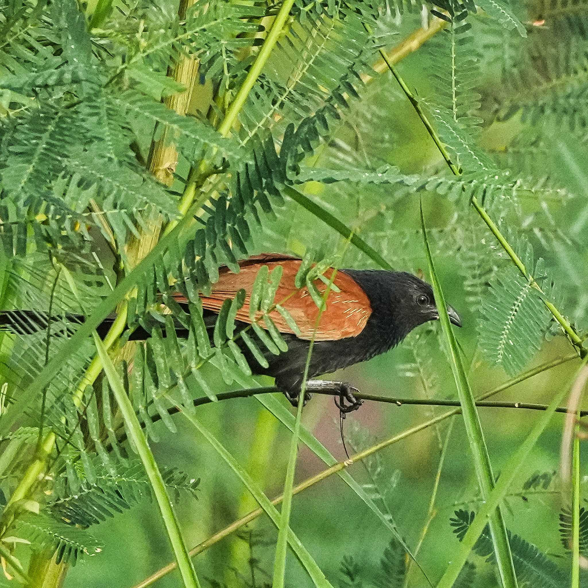 Photo of Greater Coucal at Ban Amphoe, Chon Buri by span265