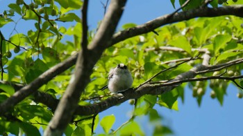 エナガ 栃木県民の森 2018年8月18日(土)