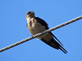 Red-rumped Swallow 各務原市内 Sun, 8/6/2023