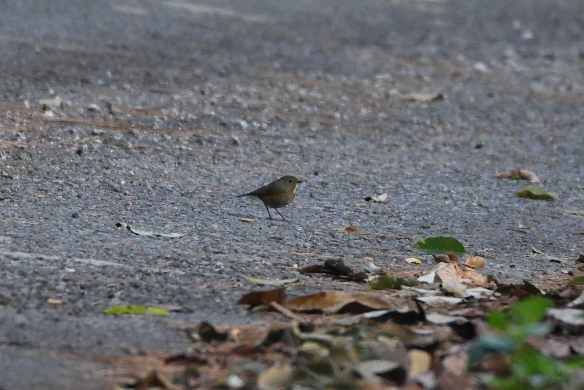 Himalayan Bluetail