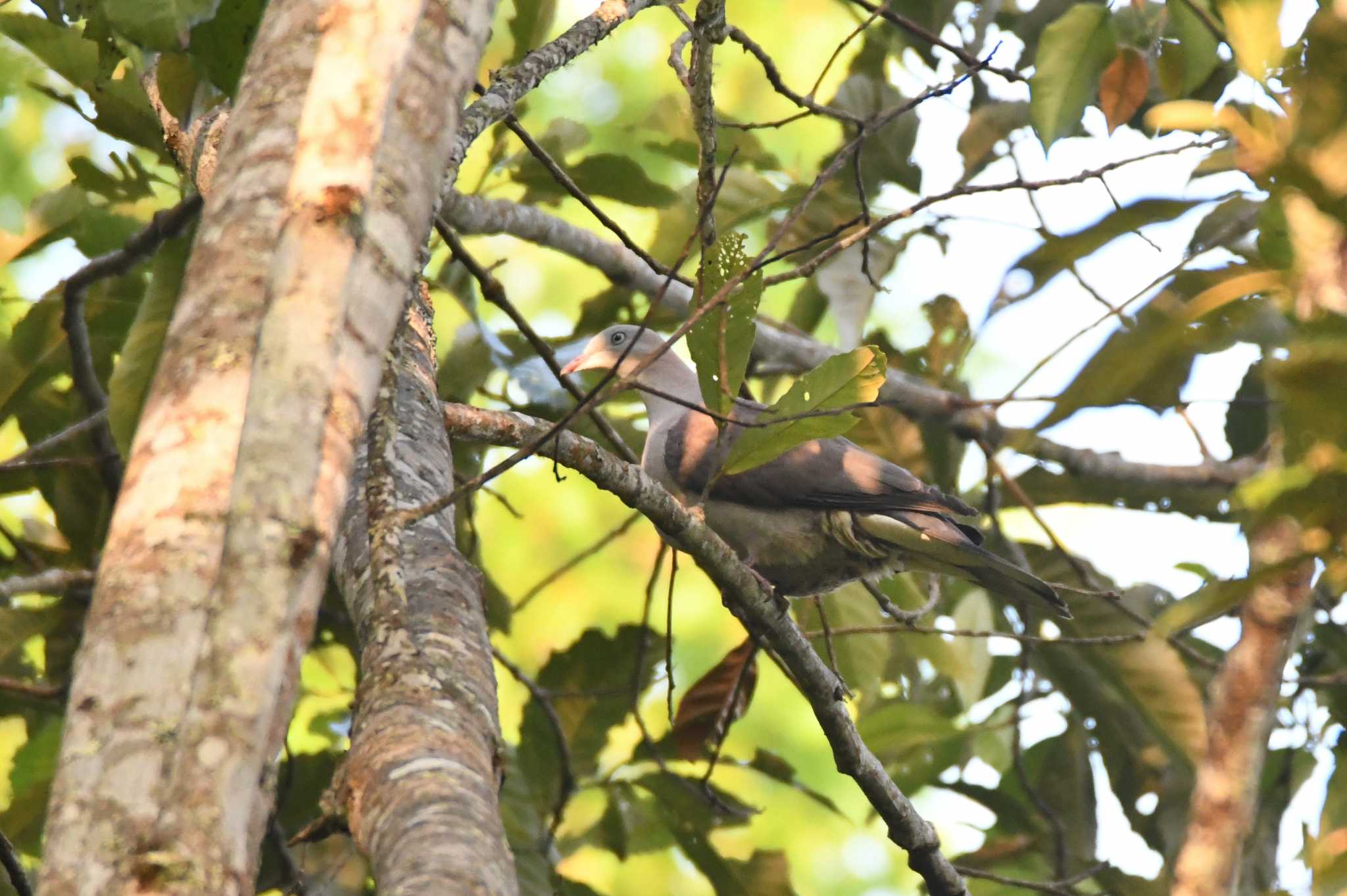 Mountain Imperial Pigeon