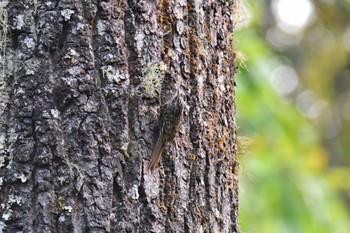 Hume's Treecreeper