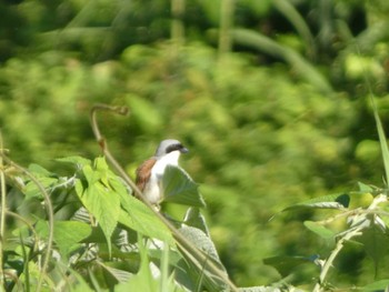 Tiger Shrike キョロロの森 Sun, 6/25/2023