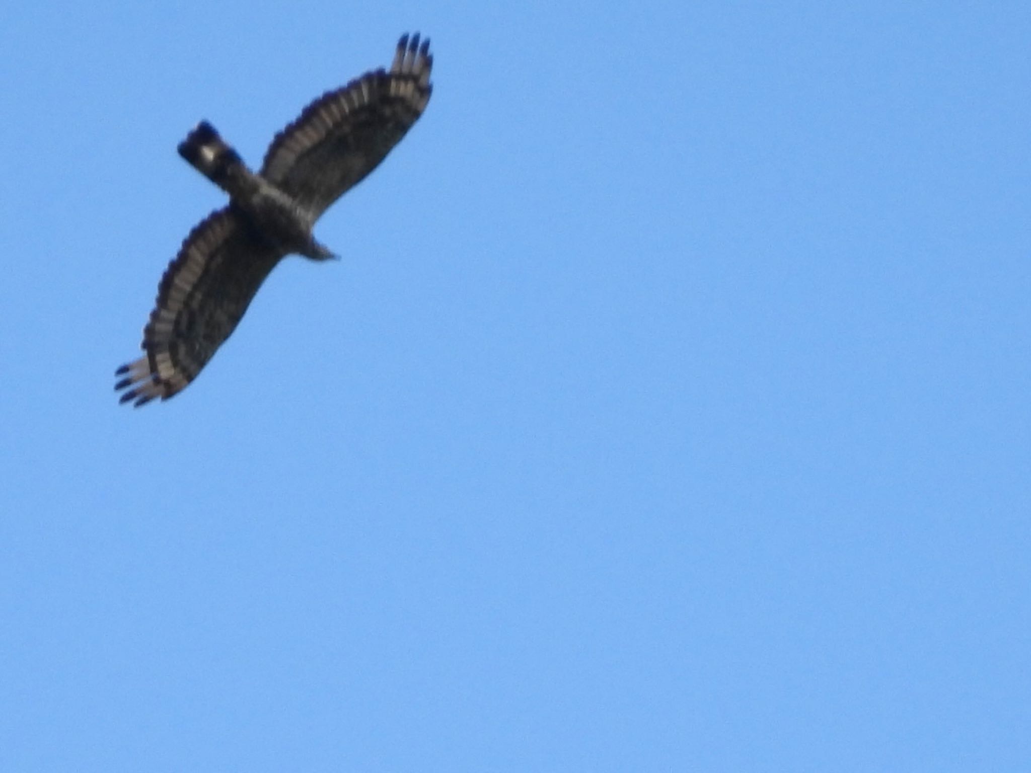 Crested Honey Buzzard