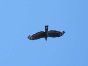 2023年8月6日(日) 八王子城跡の野鳥観察記録