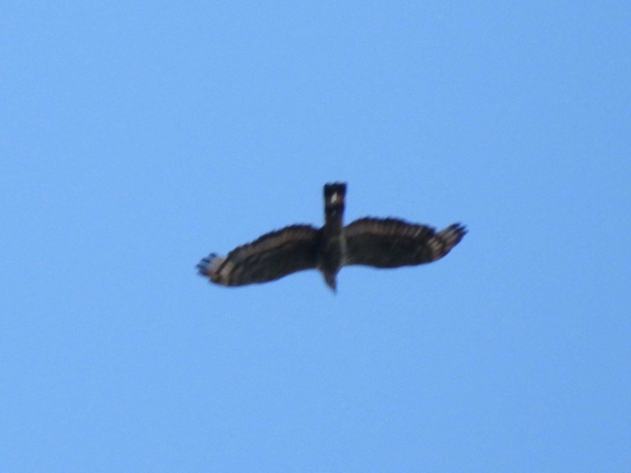 Crested Honey Buzzard