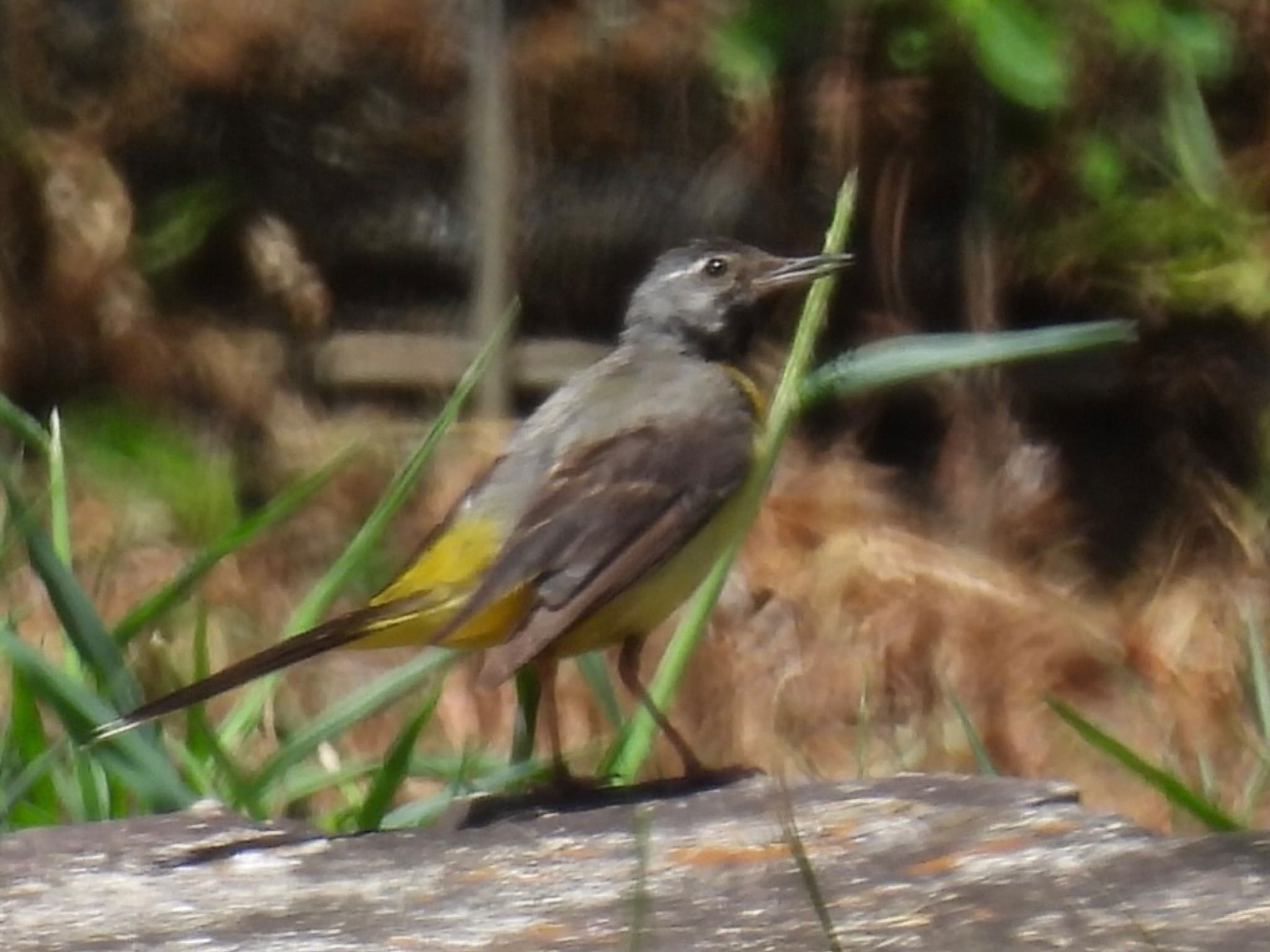 Grey Wagtail