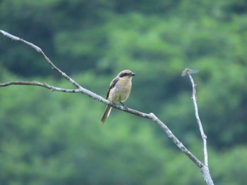 Bull-headed Shrike Senjogahara Marshland Sun, 7/30/2023