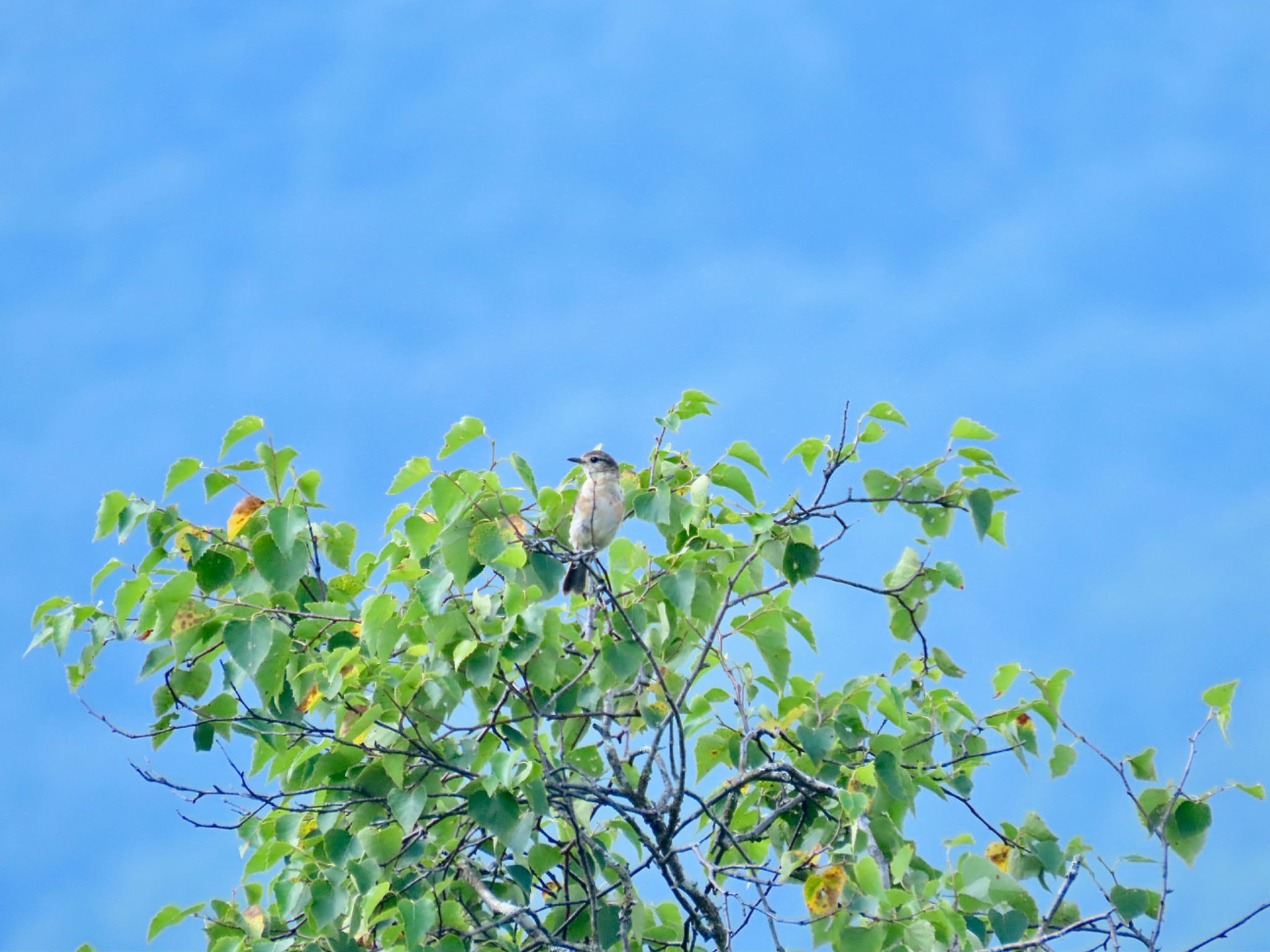 Photo of Amur Stonechat at Senjogahara Marshland by さきやっこ（2号）