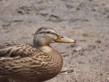 Mallard Senjogahara Marshland Sun, 7/30/2023