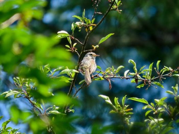 Japanese Bush Warbler Senjogahara Marshland Sun, 7/30/2023