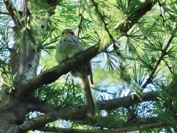 Japanese Bush Warbler Senjogahara Marshland Sun, 7/30/2023