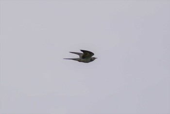 Common Cuckoo 茨戸川緑地 Sat, 6/24/2023