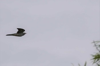 Common Cuckoo 茨戸川緑地 Sat, 6/24/2023