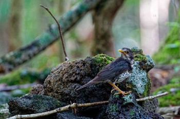 Japanese Thrush 富士河口湖町 Sun, 8/6/2023