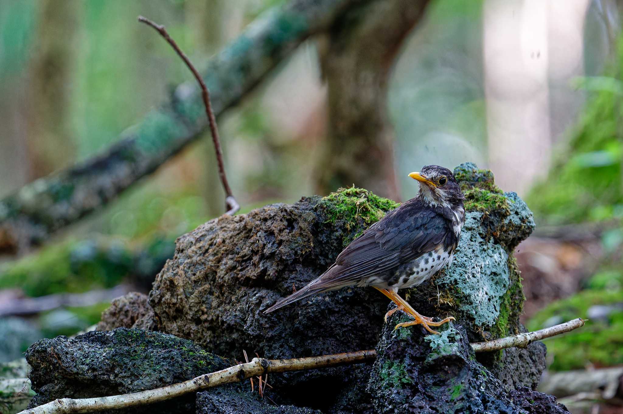 Photo of Japanese Thrush at 富士河口湖町 by しの