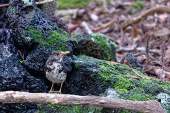 Japanese Thrush 富士河口湖町 Sun, 8/6/2023